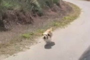 山に捨てられた犬、通りすがりの車を必死で追いかけ続け、新たなる家族を得る