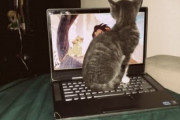 【ねこGIF】ハムスターに懐かれてしまった猫さん…でも少しドキドキしますねwww