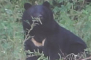 【速報】山形県の小学校にクマ出現、窓ガラスを叩き割る