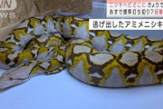 【朗報】アミメニシキヘビさん、逃げ切り成功！　神奈川県警が敗北宣言