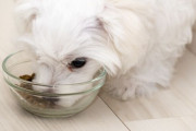 犬って毎食ドッグフード食べてて飽きないんか？