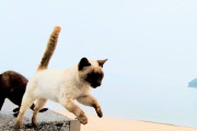 【画像】猫島に来た