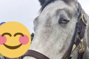 【悲報】とんでもないアヘ顔をする馬が現れる