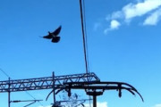 【動画】電車の電車のパンタグラフは多くの鳥を殺してしまっているらしい。