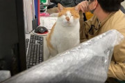 会社に猫がいるってどんな感じ？→「こんな感じ」　うらやましい職場風景に「仕事にならなくて好き」「モフり放題」