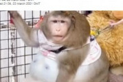 ジャンクフードで超肥満になったサル「このままでは命が危ない」
