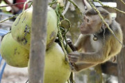 【米国】サルをココナツ収穫に利用…小売り大手がタイ企業の「ココナツミルク」販売停止