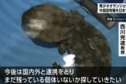 中国で絶滅したとされる中国固有のオオサンショウウオが日本の水族館で発見される…