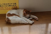 猫、寝てしまう…（※画像あり）