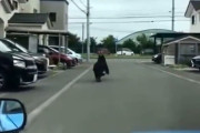 【動画】テレビ局「非常に危険です！」と住宅街に現れたクマを車で追い回す。けが人多数