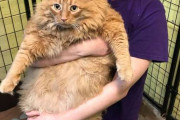 重さ16キロの太っちょ猫「キング」に新しい飼い主が見つかる