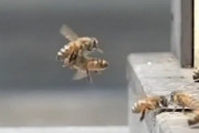 【昆虫】まさかの空中衝突！　昆虫館の館長が激写したドジっ娘ミツバチの衝撃映像