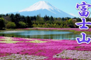 海外「富士山の麓の桜はきれいだね！」富士芝桜まつりの動画に反響（海外の反応）