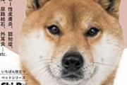 【急募】犬を飼いたいからなんJ民がおすすめする犬種教えてくれ　
