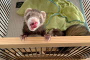 ワイの飼ってるフェレットみてよ��