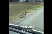 【悲報】イヌ、車を煽ってしまう