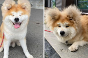 外国人「頭がハート型の日本の秋田犬がキュートすぎるよ！」
