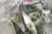 鮮魚店が毒を除去せずフグを販売、「知識がなかった」
