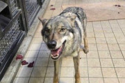 【画像】多摩動物公園が檻の外に出たオオカミについて報告→”脱走から戻ってきた飼い犬”と同じ表情で話題に「充実した顔してて草」