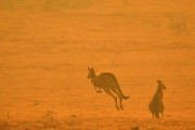 オーストラリア森林火災で野生コアラら５億匹が焼死してしまう・・・