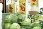 【唖然】キャベツ“1個1000円”高すぎて買えない！ →業者「15年で一番の異常事態」「餃子が作れない」