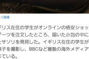 【悲報】中華サイト、商品に「サソリ」を同梱してしまうｗｗｗｗ