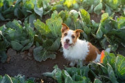 （ヽ´ん`）「犬にキャベツだけ食わせてたら獣医に怒られた」
