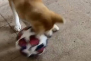 ◆朗報◆パウロ・ディバラさん家の秋田犬、サッカーを始める（動画）