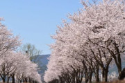 韓国人「これが韓国ハプチョンの桜祭り！40kmの桜並木が満開し観光客も大感動！韓国ツツジ、シャクヤク、牡丹など春の花も咲き誇る！」　韓国の反応