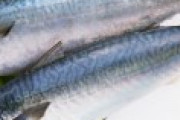 漁師「サンマは不漁だけどマサバはたくさん釣れるｗ」日本近海で『魚種交代』か！？