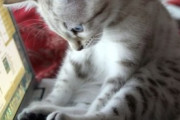 【ねこ画像】液晶テレビを倒して壊してしまった猫さん…とても不服そうなお顔ですねwww