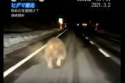 【悲報】クマさん?、煽り運転される