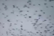 【動画】中国、大量のカラスが襲来。