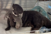 【朗報】カワウソさん、赤ちゃんを見せつける