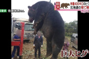 クマ駆除されたってよ→デカすぎてやべえ
