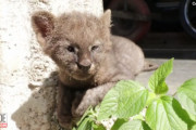 まさか！道端で保護し家に連れて帰ったのは子猫ではなく肉食動物のピューマの赤ちゃんだった