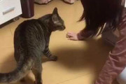 【芸能】アダルト女優の南梨央奈さん、猫に襲われる