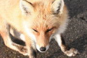【速報】ワイ、キツネの撮影に成功（※画像あり）
