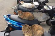 バイクに猫ちゃんが座ってて草