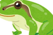 【🐸報】ニホンアマガエルの腸内細菌からがん治療細菌を発見