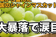 韓国のシャインマスカット、5年で小売価格が1/3になってしまう……なんと一房300円。もちろん、品質はお察しください