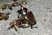 【悲報】カブトムシさん、轢き殺されたメスと交尾してしまう