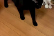 【悲報】猫さん、メトロノームみたいになるwwwwwwwwwwwwwwwwwwwwwwwwwww