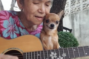 おばあちゃんと小さな犬。ギター弾き語りを真横で聞くワンちゃんのほのぼの動画。