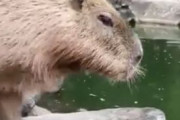 外国人「この光景はとても魅力的だ」 日本の国民性をうまく表している光景が動物園で目撃されるｗｗ