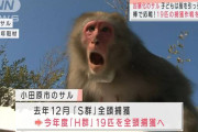 小田原市「猿が増えたから減らします」 → 県外からの苦情で仕事できず