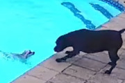 飼い主が留守中、犬がプールに転落！なんとか助け出そうと必死にがんばるもう1匹の犬、34分後に無事救出
