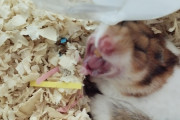 ワイのハムスター、あくびする