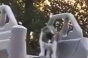 ネコが滑り台の上にのぼった。あれ？ここ、なんかヤバくない？ → 猫はこうなった…