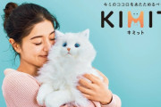リアル猫型ペットロボット「KIMIT」発売　猫を飼いたくても飼えなかった人に